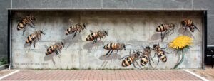 El artista Matt Willey, de The Good of the Hive, pintó el mural "La lucha de las abejas por sobrevivir" en el Museo de Ciencias Naturales de Carolina del Norte, en Raleigh. El Wright Center for Community Health patrocina uno de sus murales característicos en el centro de Scranton.