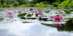 lotus flowers on pond